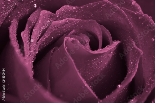 Closeup of a beautiful purple rose and rain drops on rose petals.