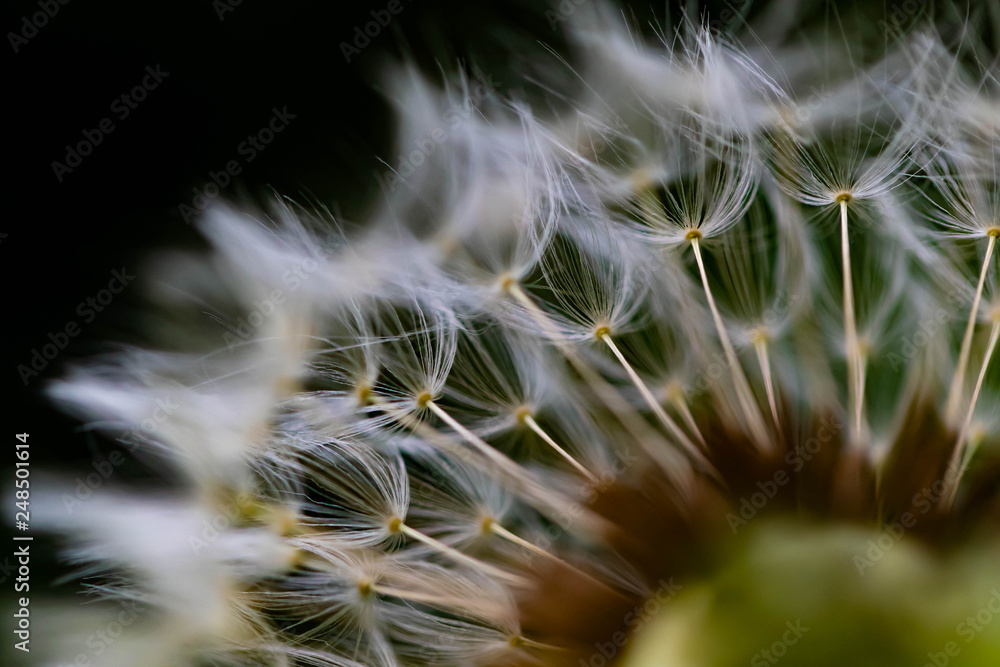 Fototapeta premium Pusteblume II