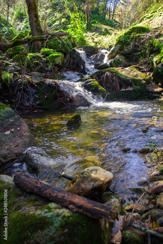 stream in forest