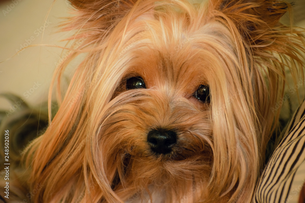 Portrait of a dog Yorkshire Terrier