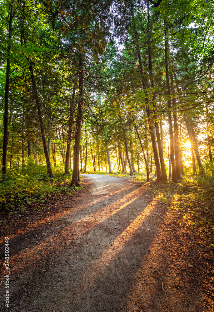 Fototapeta premium Summer Sunset Forest Trail