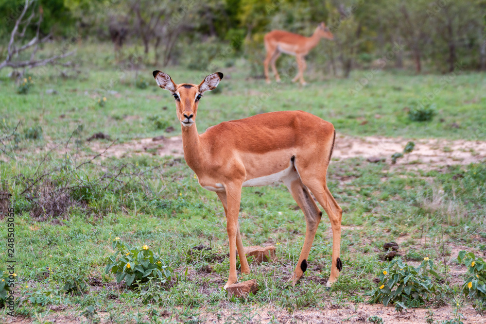 Impala / Antilope schaut freundlich in die Kamera Impala / Antilope schaut freundlich in die Kamera