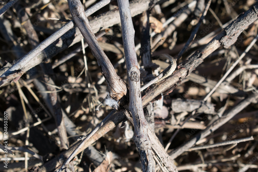Fototapeta premium brushwood branches from the tree a lot of firewood for design background