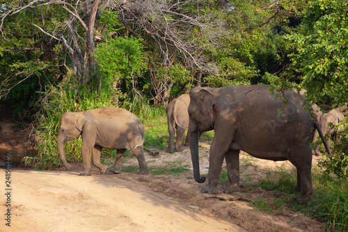 Wild elephants eating grass  Hurulu Eco Park  Sri Lanka.