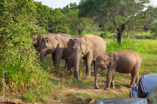 Sticker Wild elephants eating grass, Hurulu Eco Park, Sri Lanka.