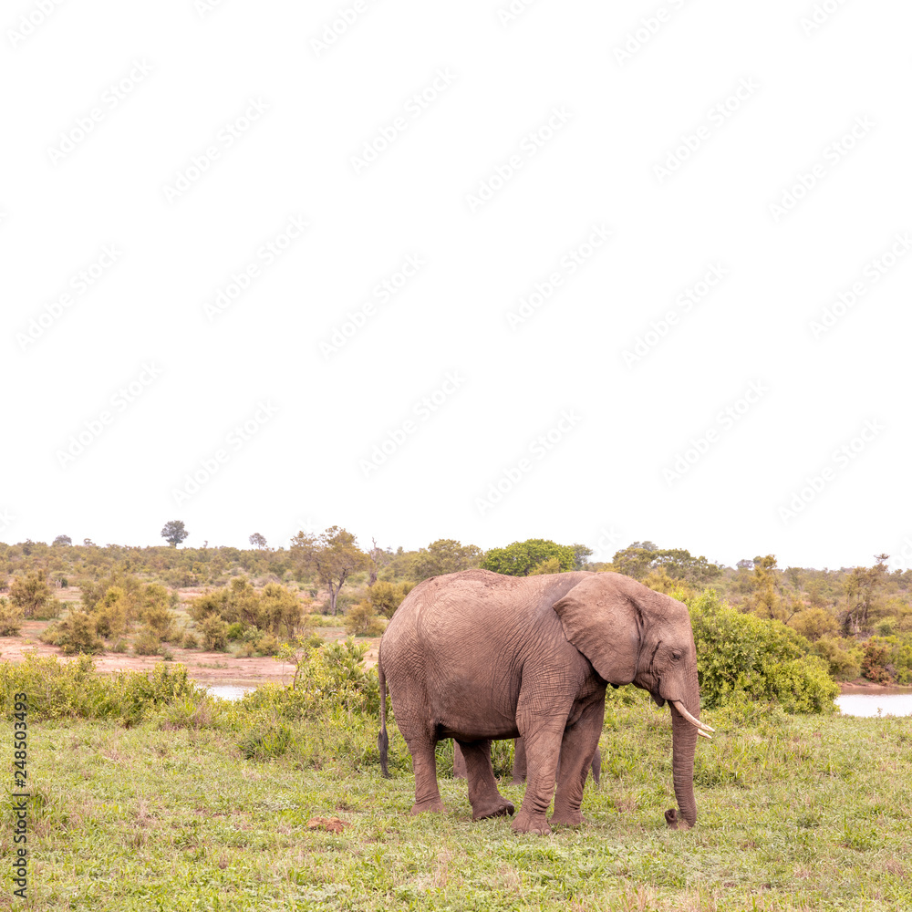 Elefant im Kruger National Park mit großem, weißem Copyspace Elefant im Kruger National Park mit großem, weißem Copyspace