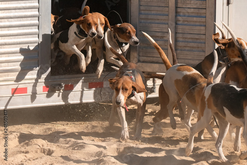 Foto Hounds getting ready for a Fox Hunt