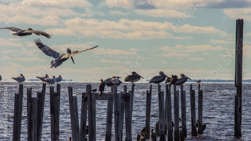 Two pelicans float down to the top of old pier legs where other birds resting. photo