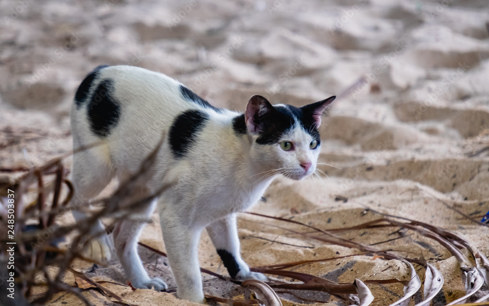 a cat is walking on the beach