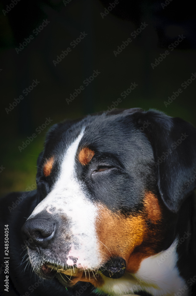 Portrait eines Schweizer Sennhundes Portrait eines Schweizer Sennhundes