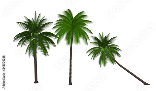 Fototapeta Naklejka Na Ścianę i Meble -  palm tree isolated on white background