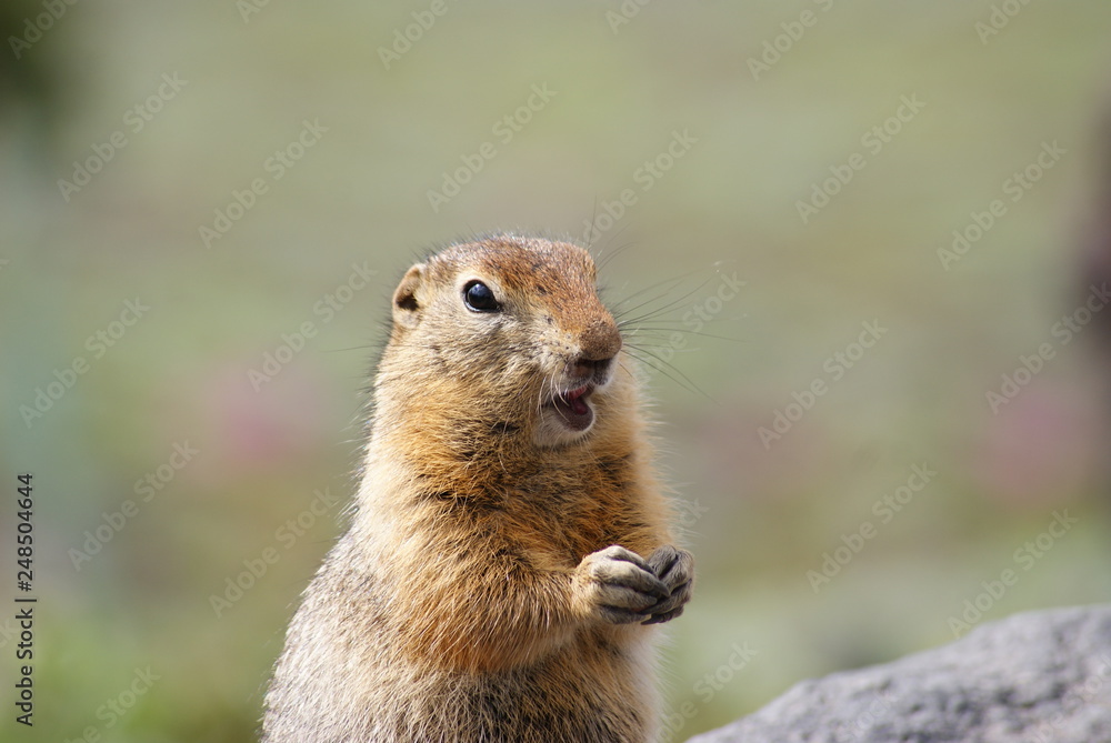 An arctic ground squirrel An arctic ground squirrel