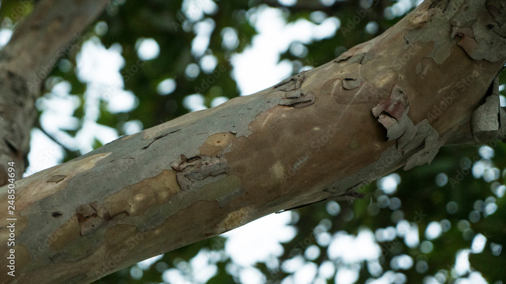 Fototapeta premium Guava Tree Trunk