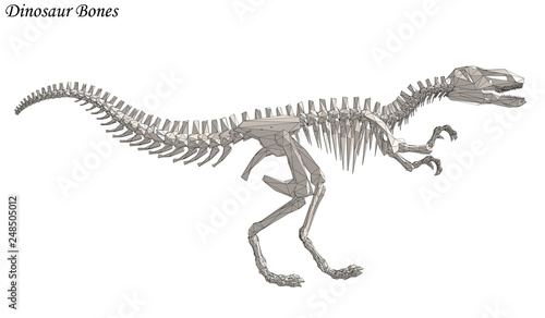 Dinosaur Bone Vector Raptor 3d