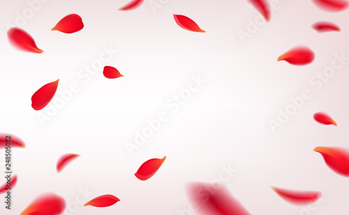 Falling red rose petals isolated on white background. Vector illustration with beauty roses petals frame, applicable for design of greeting cards on March 8 and St. Valentine's Day.