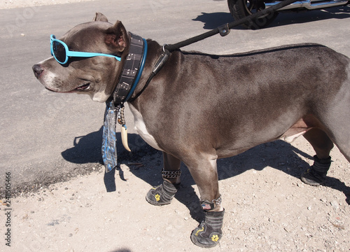 Pit Bull dog wearing sunglasses boots and a tie