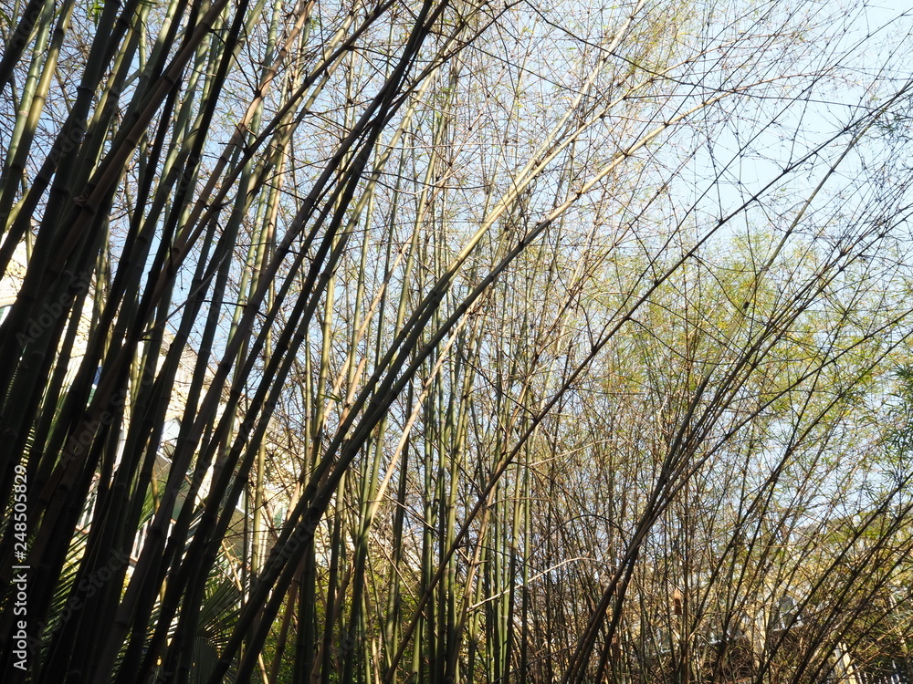 Fototapeta premium Bamboo