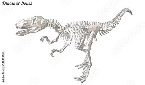 Dinosaur Bone Vector Raptor 3d
