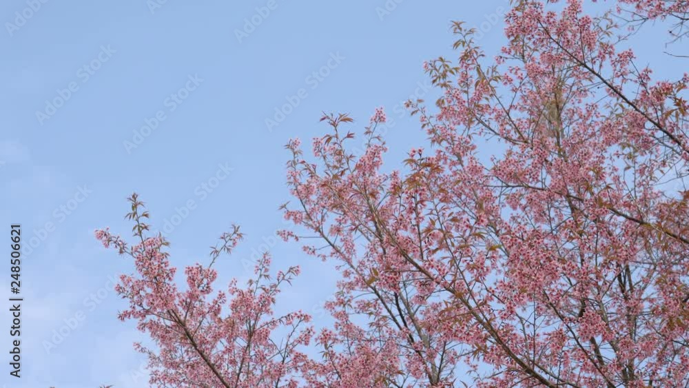 Pink flowers on tree with blue sky. Pink flowers on tree with blue sky.