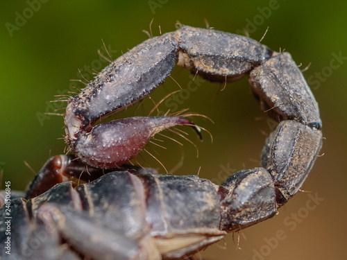 Close-up tail of Giant Forest Scorpion (Heterometrus) with nature blurred background.