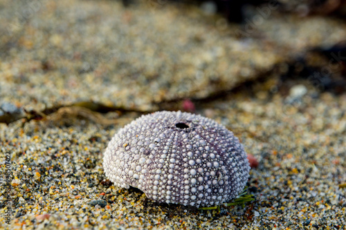 SONY DSCClose up of sea urchin on beach at Grense Jakobselv, Northern Norway