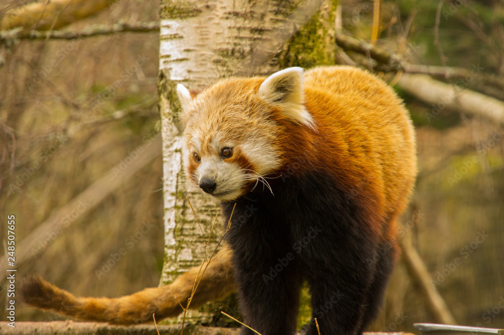 Fototapeta premium Red Panda at Scottish Highland Wildlife Park