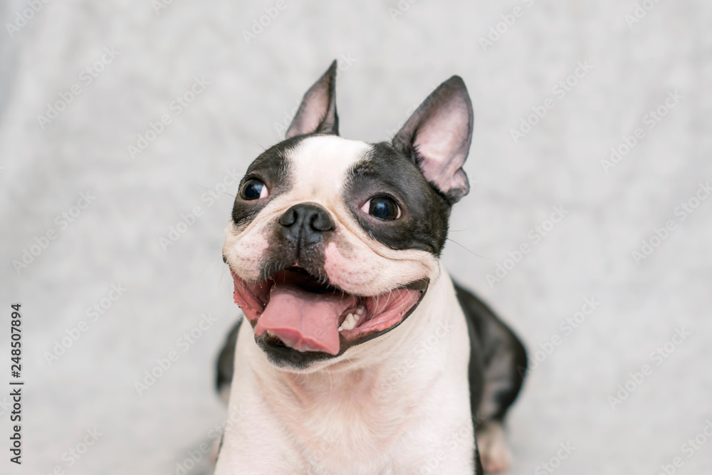 dog breed boston terrier with a happy face and parched tongue posing on a light background. portrait. - obrazy, fototapety, plakaty 