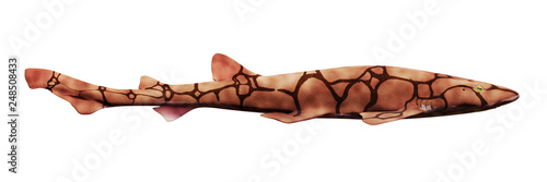 chain catshark (Scyliorhinus retifer) small ground shark species in the Atlantic ocean isolated on white background, side view