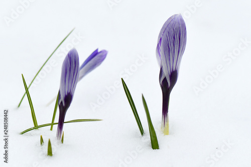 Krokusse im Schnee