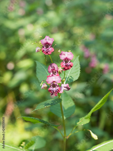 Wallpaper Mural Pink blossom of Impatiens glandulifera flower Torontodigital.ca