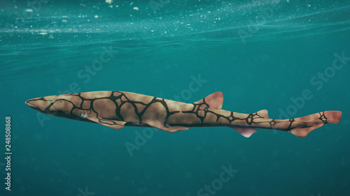 chain catshark (Scyliorhinus retifer) small shark species in the Atlantic ocean