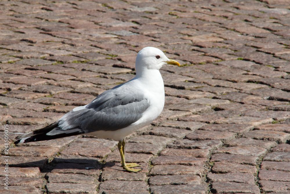 Fototapeta premium single Gull on the city sidewalk