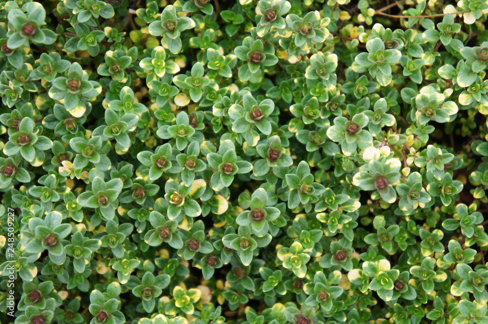 Fototapeta premium Thymus citriodorus or lemon thyme or doone valley green plant background