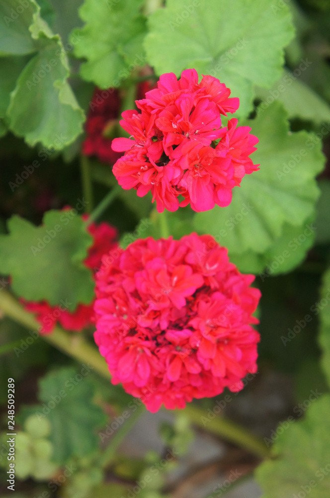 Pelargonium zonale red flowers with green Pelargonium zonale red flowers with green