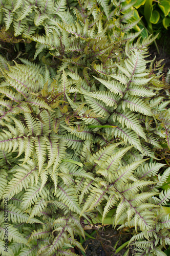 Athyrium niponicum pictum or pewter lace or japanese painted fern vertical photo