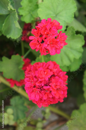 Pelargonium zonale red flowers with green