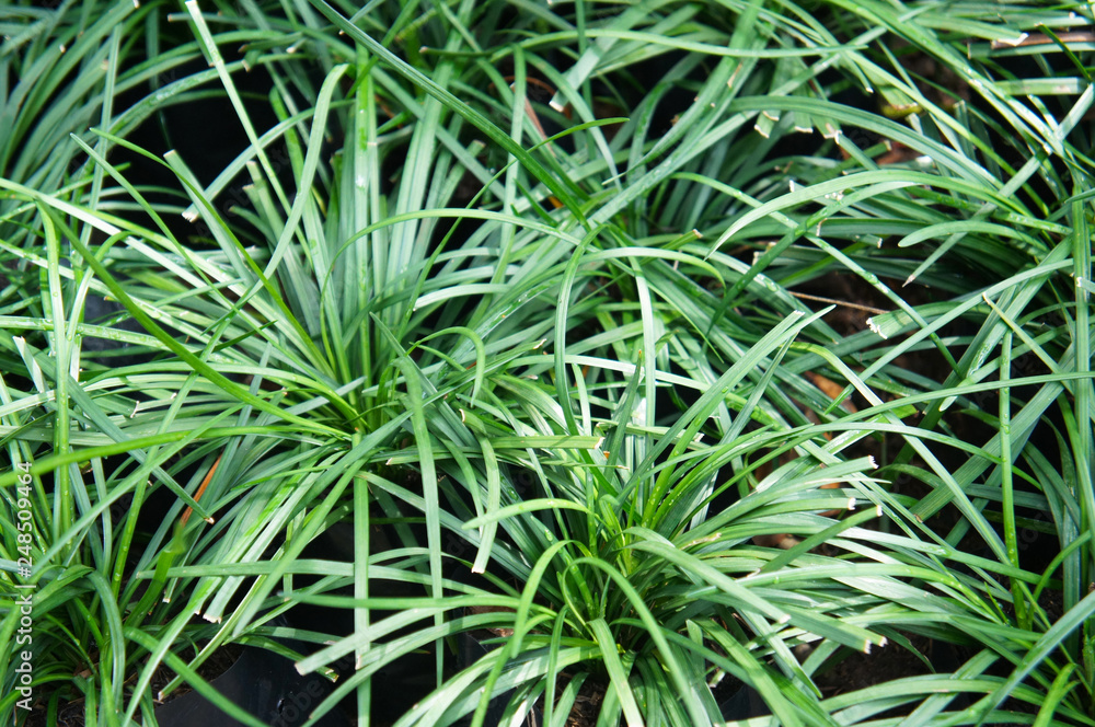 Pandanus polycephalus green grass plant Pandanus polycephalus green grass plant