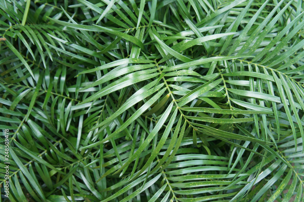 Zamia amblyphyllidia plant green foliage texture background Zamia amblyphyllidia plant green foliage texture background