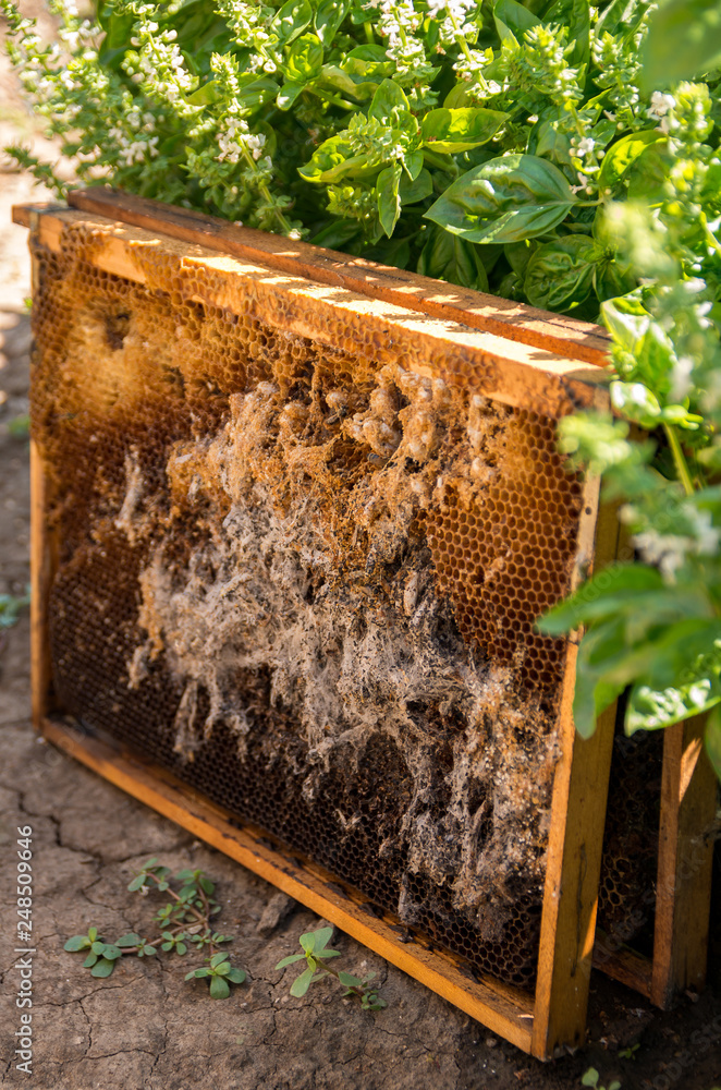 Wax moth. Pests of active hives. Beekeeping. There are two species with Latin names - Galleria mellonella and Achroia grisella. Wax moth. Pests of active hives. Beekeeping. There are two species with Latin names - Galleria mellonella and Achroia grisella.