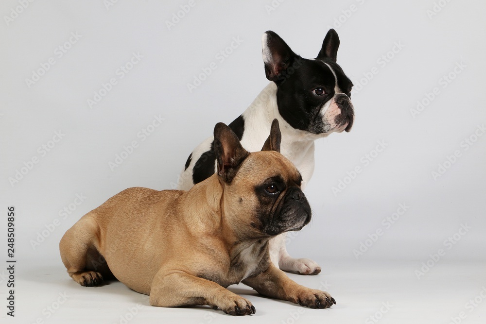 two french bulldogs in the white studio one french bulldog is sitting behind a lying bulldog and they are lookiing to the side