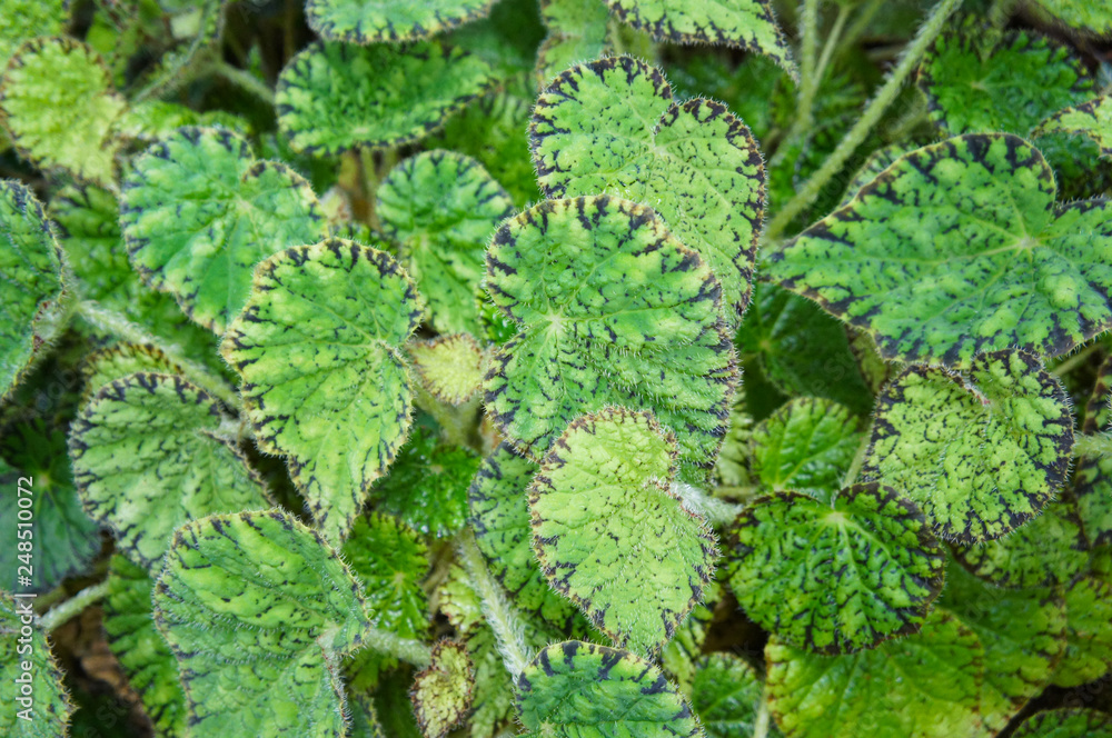 Begonia bowerae green leaves background Begonia bowerae green leaves background