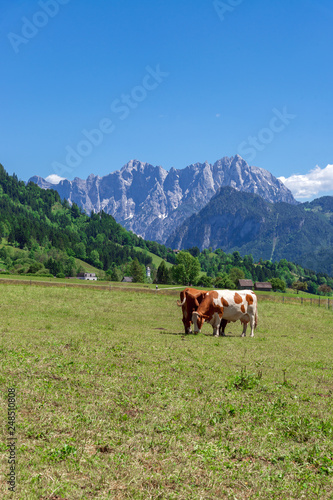 Glückliche Kühe in idyllischer Landschaft im Gesäuse bei Admont, Österreich