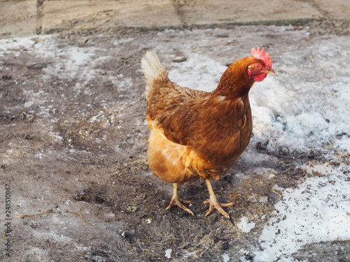 Hen in a winter courtyard