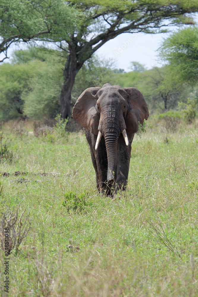 An elephant walking in green savanna
