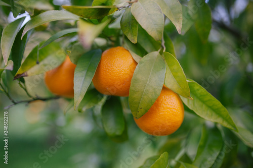 Tangelo Fruit Citrus