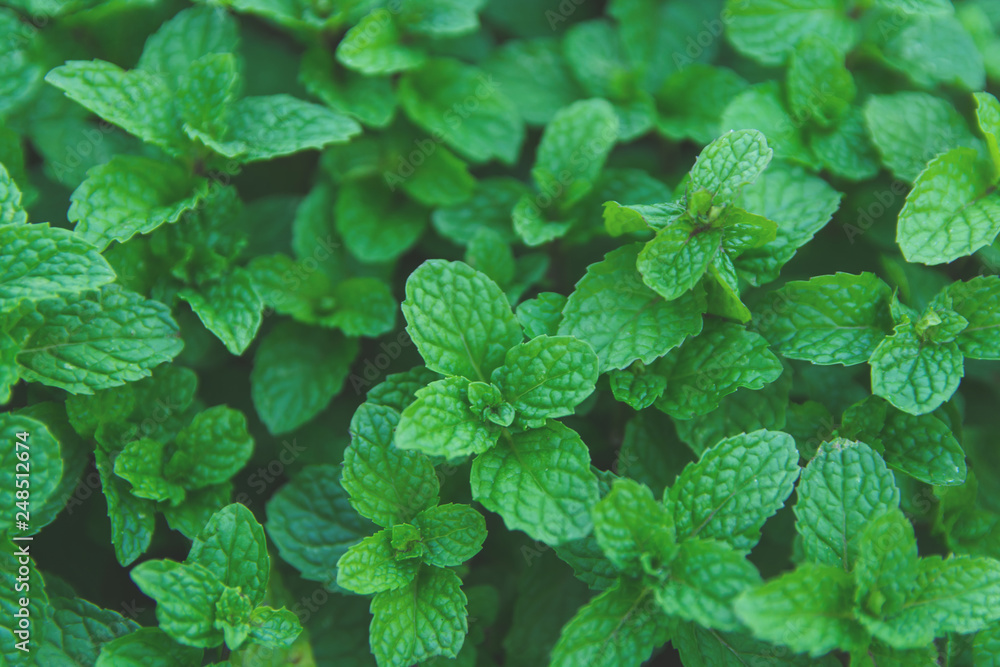 Green peppermint leaves background. Flat lay. Nature background Green peppermint leaves background. Flat lay. Nature background