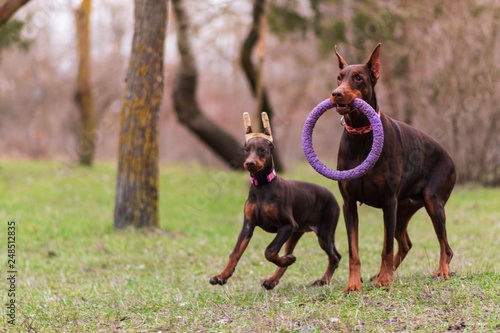 doberman pinscher sea puppy 