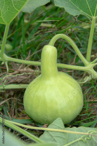 Bottle Gourd or Calabash Gourd on ground in the garden