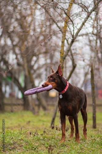 doberman pinscher sea puppy 