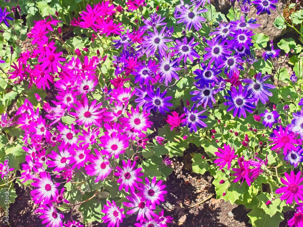 Fototapeta premium Painted daisy (Pericallis)